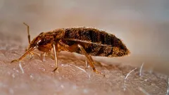 トコジラミは何を恐れているのか？科学者たちがその最大の弱点を明らかにした