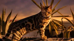 抜け毛が少なく、ニオイも控えめで病気にもかかりにくい：清潔さと穏やかさを大切にする人におすすめの猫種3選