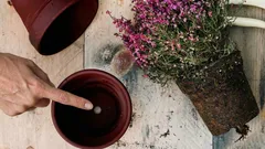 鉢底の穴が観葉植物にとって多くの人が考える以上に重要な理由。