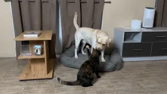 なぜ猫はいつも犬とケンカしたがるのか？