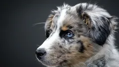 どの犬種が最も訓練しやすく、家族向けですか？